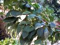 Madrone, Hybrid Madrone, Strawberry Tree / Arbutus 